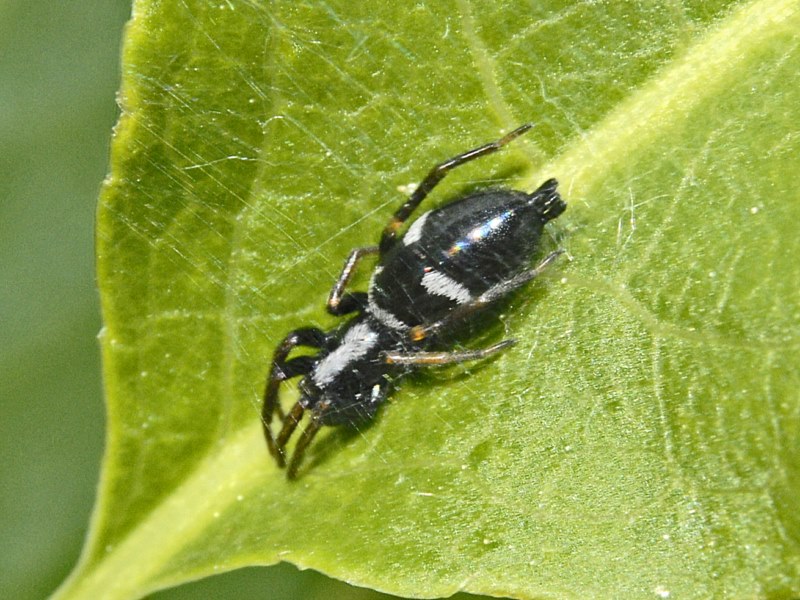 Gnaphosidae: Aphantaulax sp. - Cerreto R. (AL)